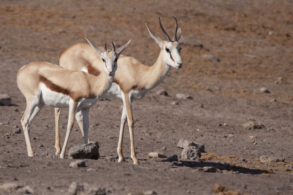 Pair of springboks, Etosha NP, Namibia
